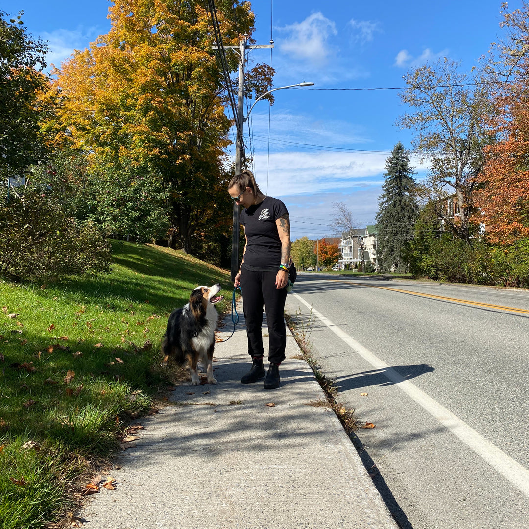 Journée éducative pour chien (cani-garderie)