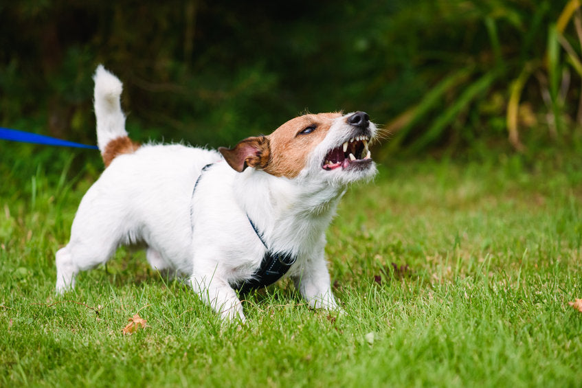 Atelier sur la Réactivité Canine